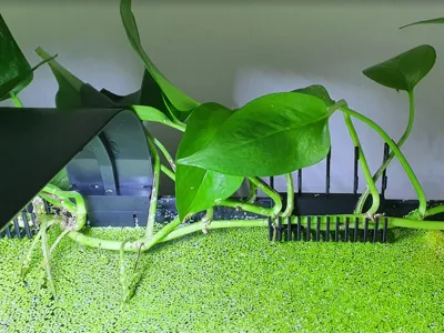 Aquarium Pothos Rack (Short)