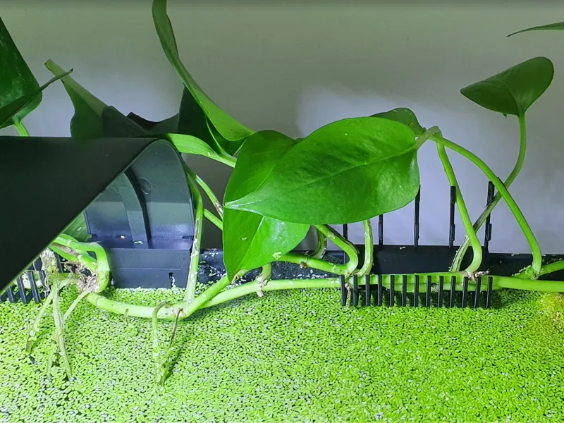 Aquarium Pothos Rack (Short)