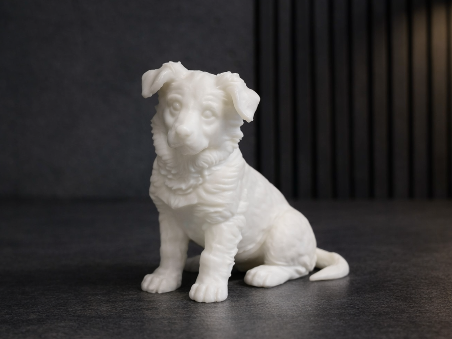 Puppy of Border Collie - Dog - Animal