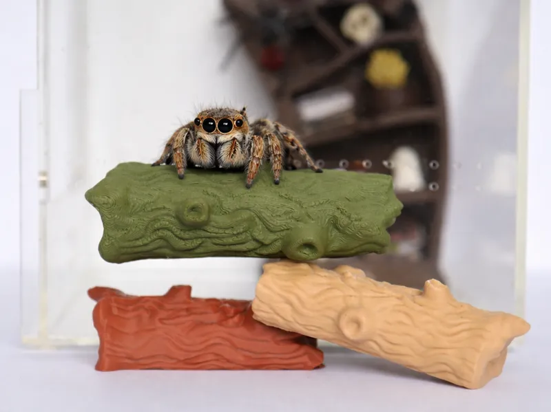 Wood Log Ledge – Jumping Spider Enclosure