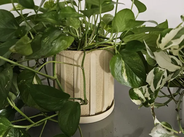 https://makerworld.bblmw.com/makerworld/model/USb53483f63a8c4c/design/2025-11-24_ef1901042a1b5.jpg