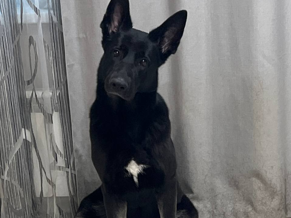 dog 3D model
