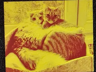 Two Cats