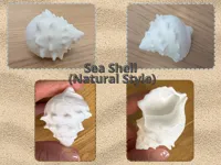 Coquillage (style naturel) — photo 1