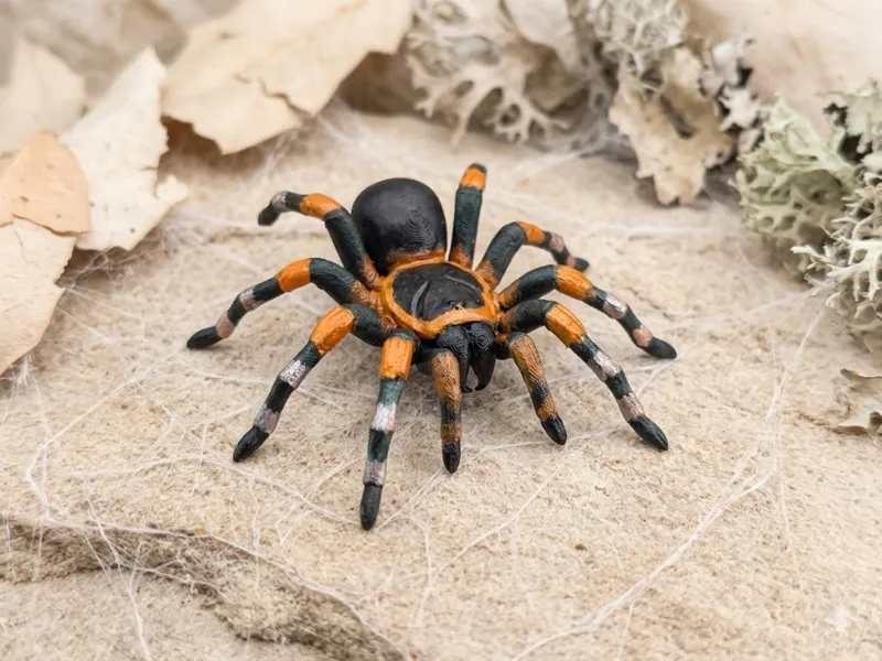 Mexican Flame Knee Tarantula (Brachypelma auratum)