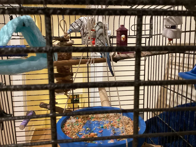 parakeet food bowl