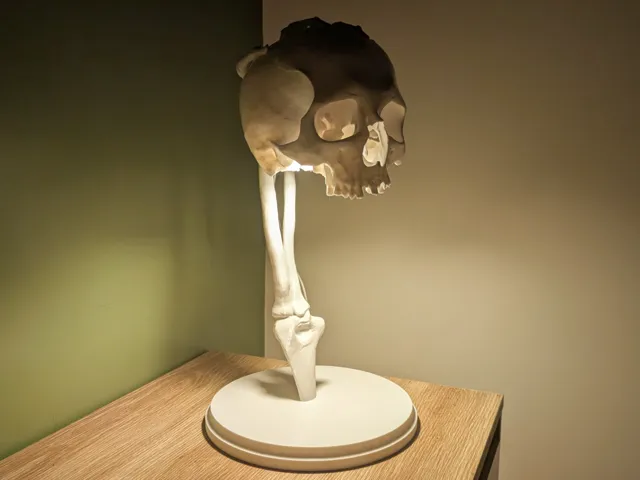LED Kit 001 Skeleton Skull Lamp - 40CM