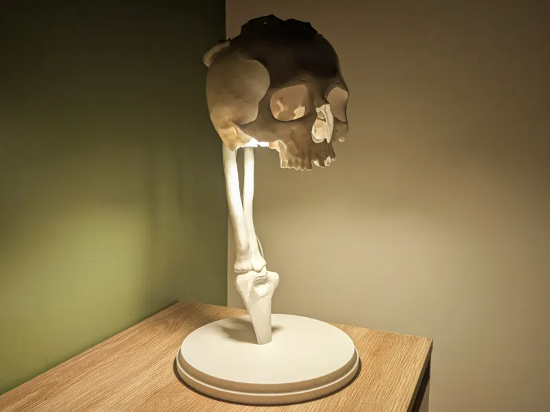 LED Kit 001 Skeleton Skull Lamp - 40CM