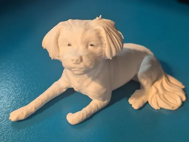 ShihTzu laying down
