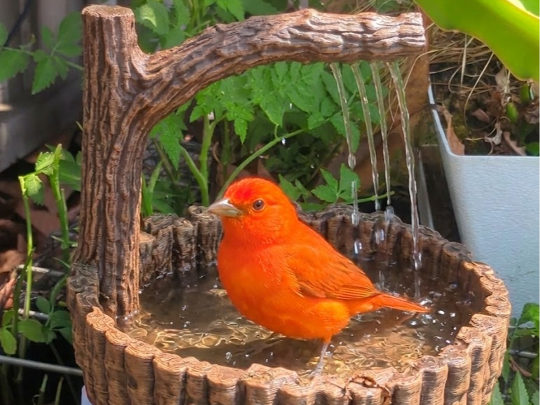 Tree Stump Branch Bird Bath Fountain, 1/2inch PVC