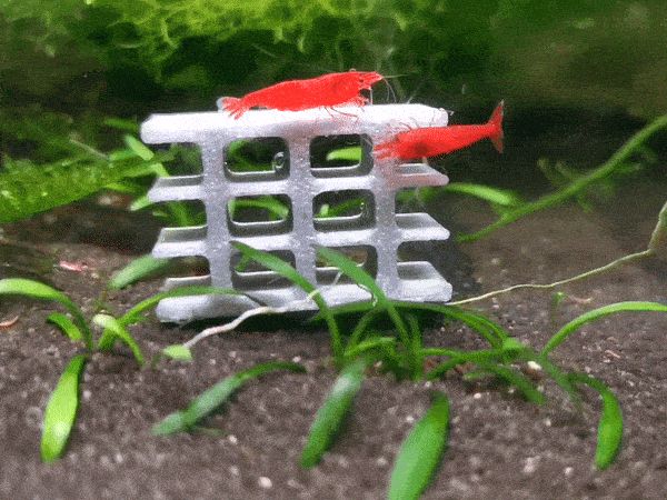 BioBrick Shrimp Shelter: Safe & Nourishing Habitat