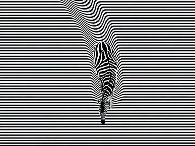 Zebra Illusion Hueforge