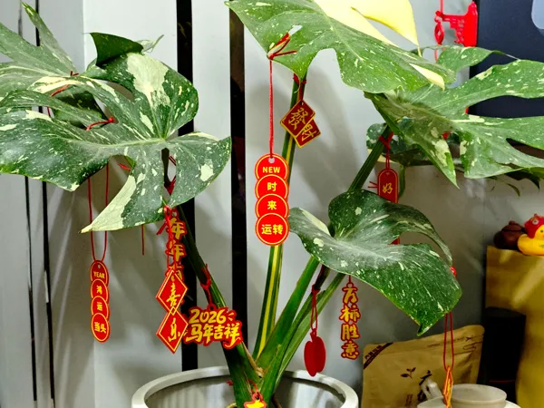 https://makerworld.bblmw.com/makerworld/model/USb5e879b01ed86/design/2025-12-29_cbd68324e5898.jpg
