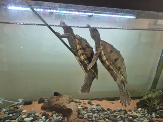 Turtle Ramp [PETG]