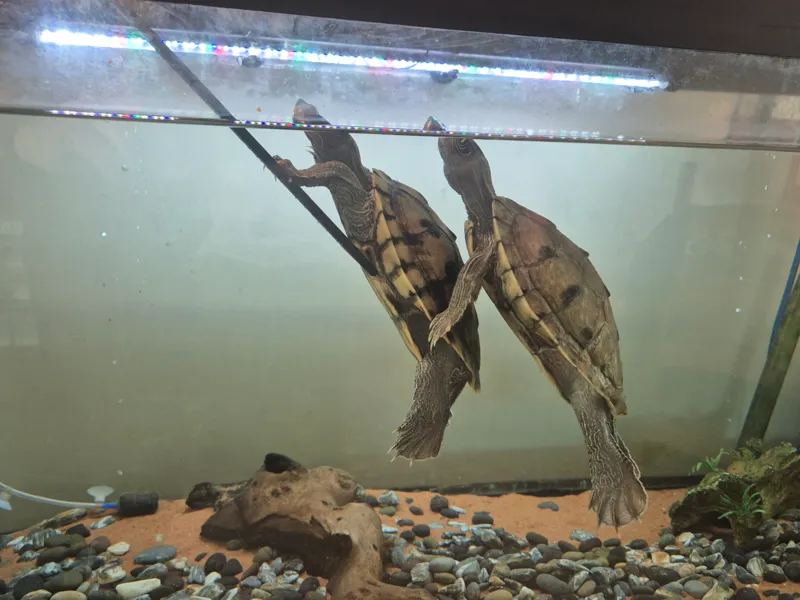 Turtle Ramp [PETG]