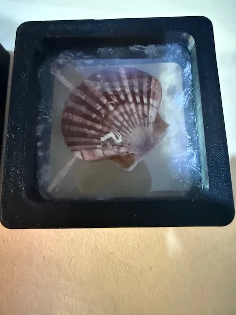 Fossil or shell Display unit with Stand by dizzella MakerWorld ...