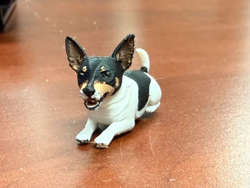Maxwell the Rat Terrier