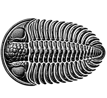 Modelo para impresión 3D: Texture Roller V400 | Trilobite — vista de referencia 4