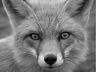 Fox Close-Up Portrait -- hueforge