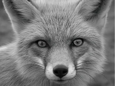 Fox Close-Up Portrait -- hueforge