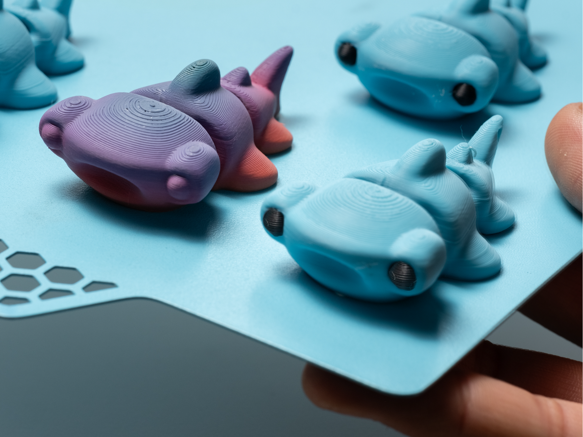 Mini Hammer Shark