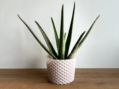 Freya, Vase Mode Planter and LED Tealight Holder