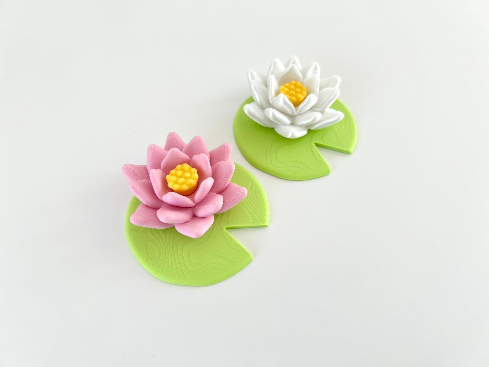 Water Lily Flower