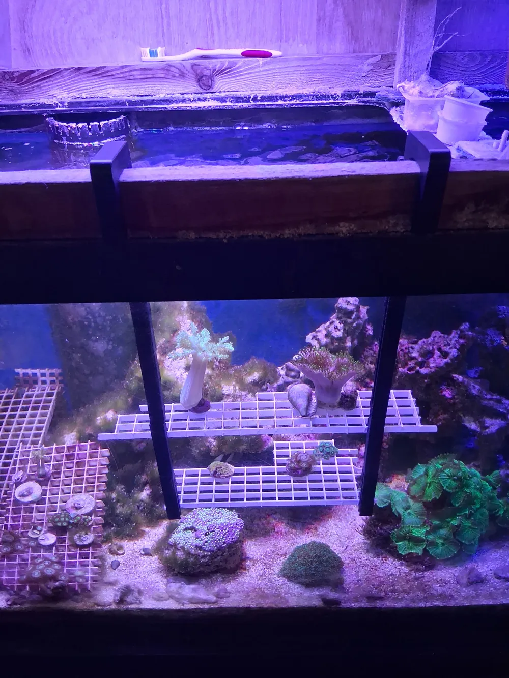 Coral Frag Rack Hanger - Free 3D Print Model - MakerWorld