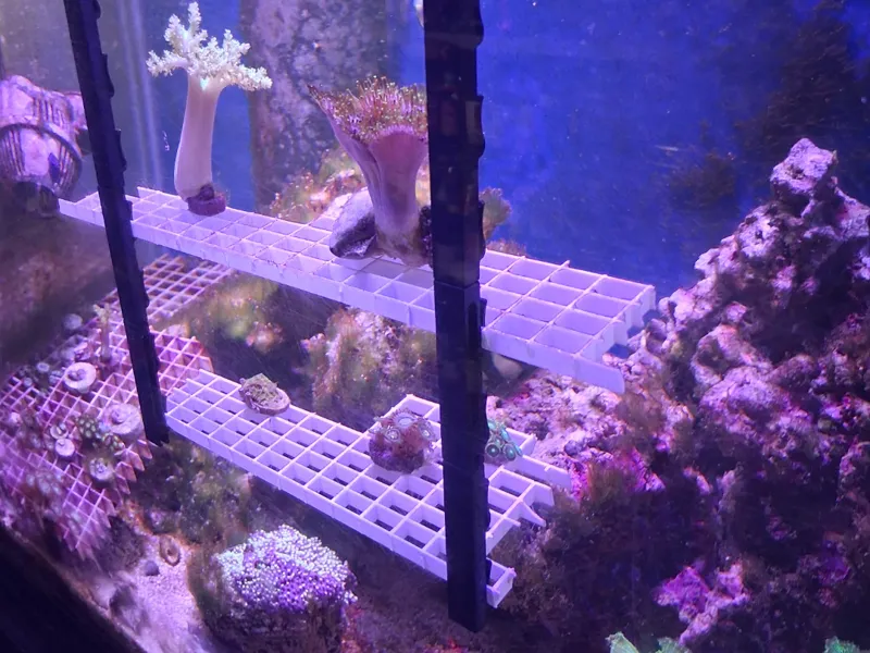 Coral Frag Rack Hanger