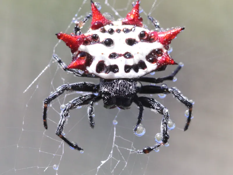 Spiny Orb Weaver : The Spikey Spider