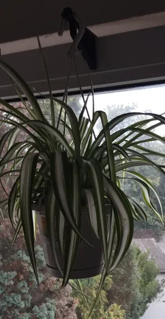 Window Hook