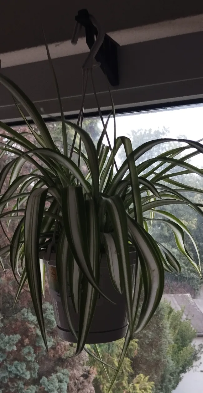 Window Hook