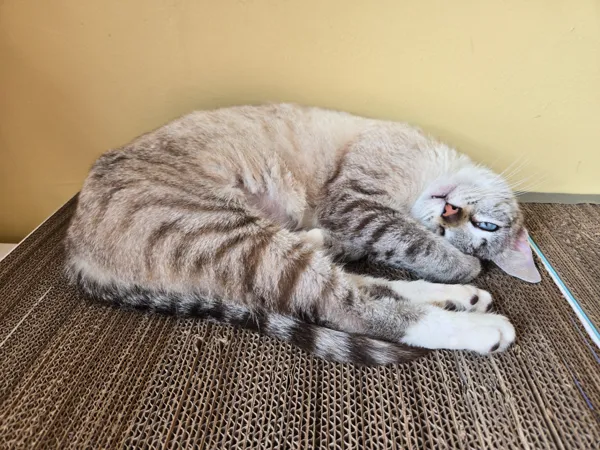 Cadre pour planche à griffer chat, multi-tailles