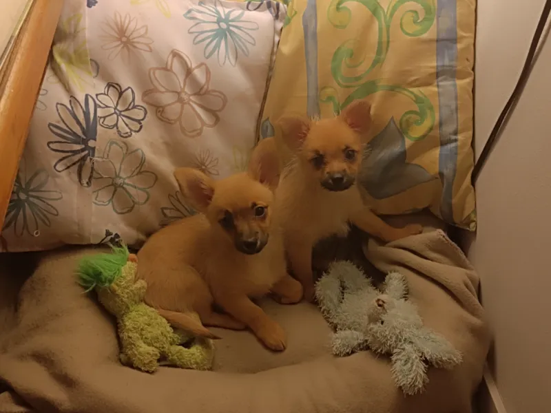 loki et desie