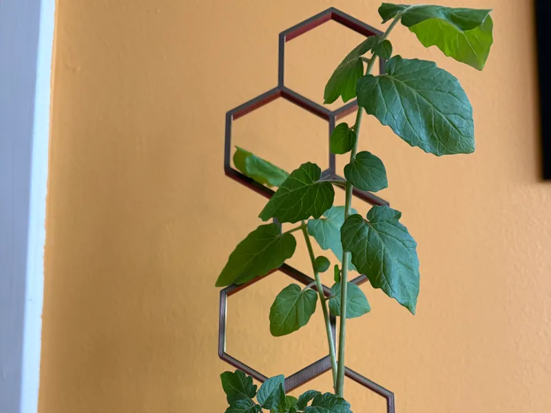 modern plant support trellis made up of hexagons