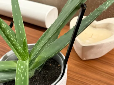 Plant Support