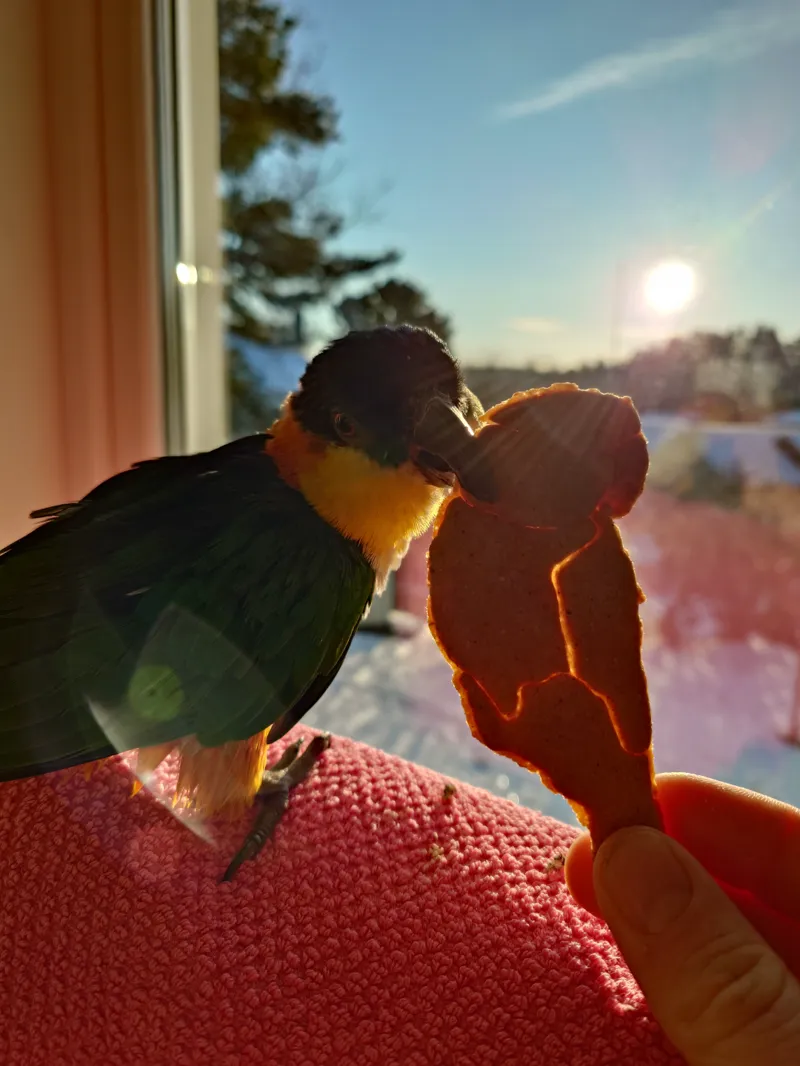 Parrot gingerbread cutter