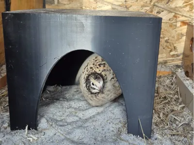 Cozy Nest House for Quail & Small Pets