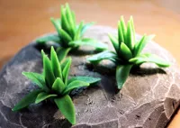 Plantes de table : lot de 5 agaves (nombre de feuilles) — photo 2