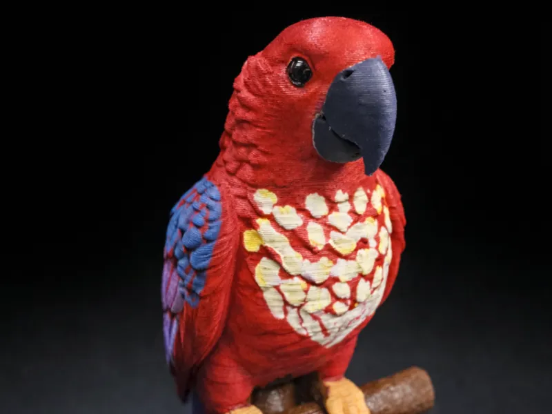 parrot