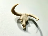 Bull Skull - 360 Horns - A1 Mini Size