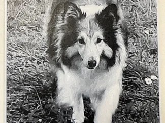 chien colley