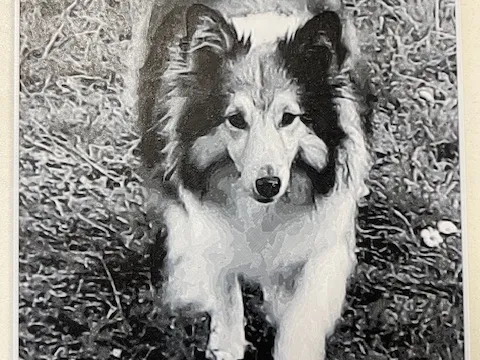 chien colley