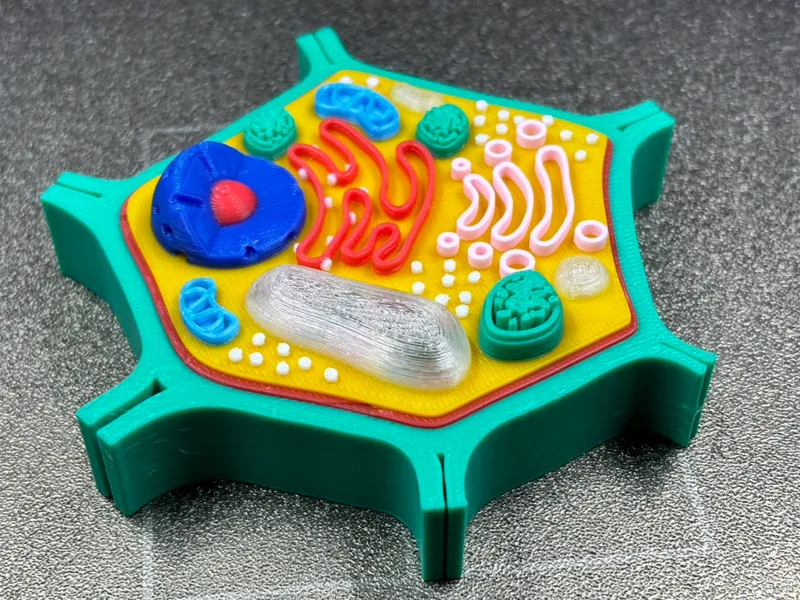 Plant Cell