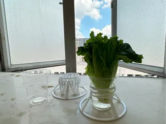 植物水培支架/一次性杯架
