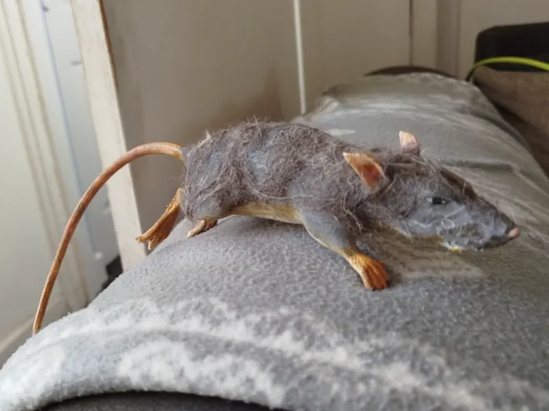 Rat