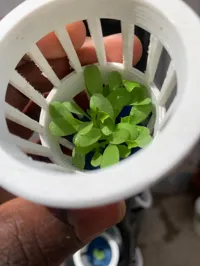 Pot à filet pour culture hydroponique — photo 2