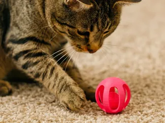 Ball in Ball cat toy