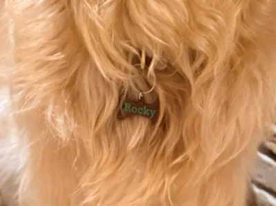 Dogtag small