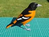 Baltimore Oriole – A1